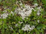 Cladonia arbuscula-4.jpg